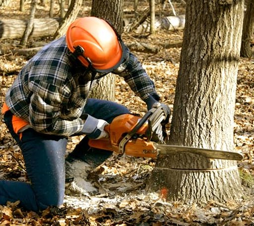 Tree Removal in Ashfield, MA